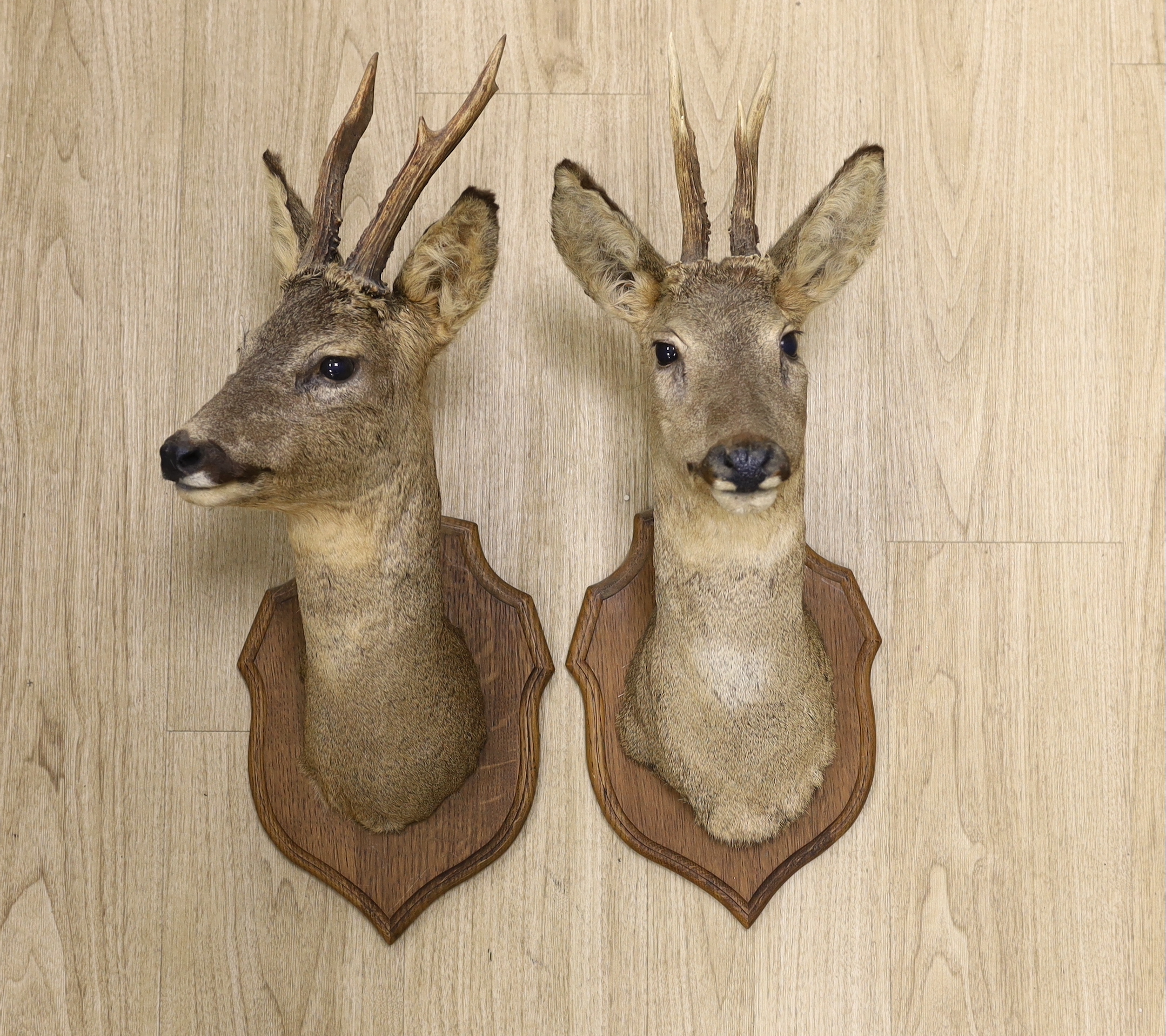 A pair of taxidermy deer heads, mounted on shield shaped plaques, approximately 65cm high